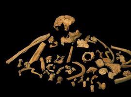 Primera datación directa de 'Homo antecessor' a partir de un diente fósil 