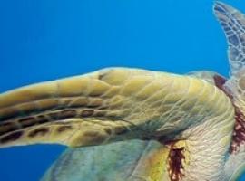 Alianza contra las bolsas de plástico