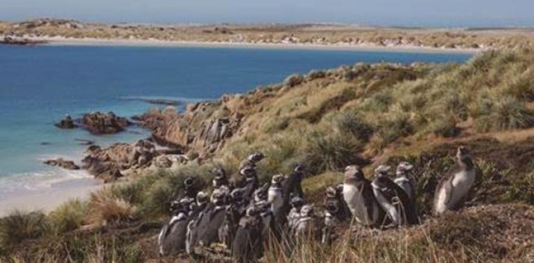 Aves costeras y pesca local señalan áreas marinas de protección prioritaria