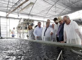 SonRíoNansa impulsa cría de pescado en cautividad en la ría de Tina Menor
