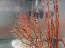 Pescadores e investigadores unidos para proteger los fondos marinos mediterráneos 