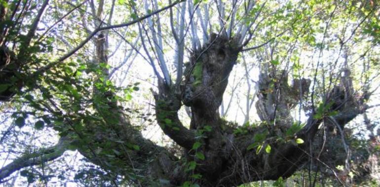 San Martín elabora un inventario con los árboles singulares del municipio