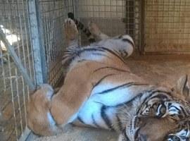 Zoo de Oviedo: Salvar a las tigresas 'jubiladas' del circo