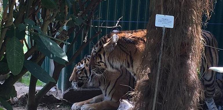El zoo de Oviedo ya acoge a las dos Tigresas 
