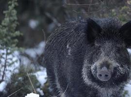 FORO culpa al PSOE de la 'plaga' de osos, lobos y jabalíes en 'calles y campos de Asturias'