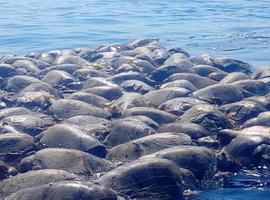 Tresmallos prohibidos matan cientos de tortugas protegidas en Oaxaca