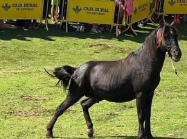 Podemos exige incluir el asturcón en el catálogo de razas de ganado español