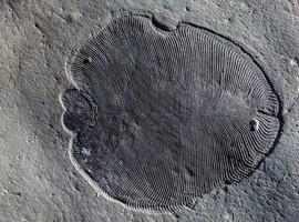 Así es Dickinsonia, el primer animal conocido que pobló la Tierra 
