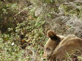 Muere otra osa herida encontrada en Las Ventas, Proaza
