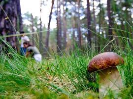 “MICOARAGÓN” se presentará en el Seminario Internacional de Bosques Micológicos