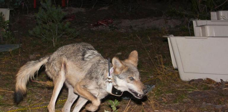 Liberan a cinco ejemplares de lobo gris mexicano en el norte del país 