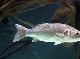 Investigadores del CSIC desarrollan un test que predice el sexo de los peces