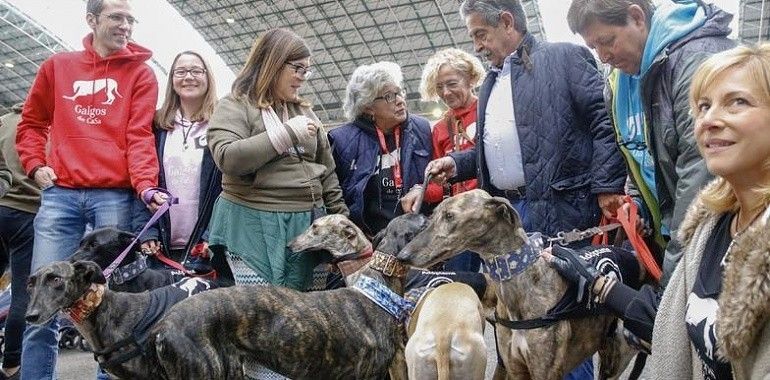 Exitosa feria de Adopción Responsable de animales en Torrelavega