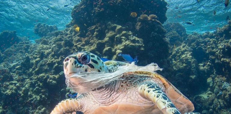 Compromiso mundial contra los envases plásticos de un solo uso