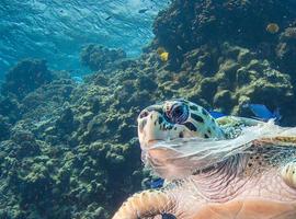 Compromiso mundial contra los envases plásticos de un solo uso