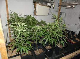 Desmantelado un laboratorio con más de 100 plantas de marihuana en San Martín 