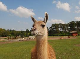La llama andina revela el secreto contra la gripe