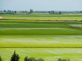 Los productores de arroz piden el fin de las importaciones sin aranceles desde Camboya y Myanmar