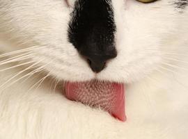 Asombrosa lengua 'limpialotodo' de los gatos