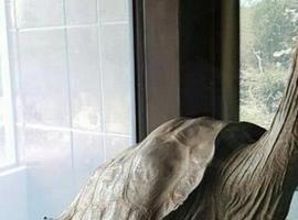 El equipo de Otín descifra el secreto de la longevidad de la tortuga gigante