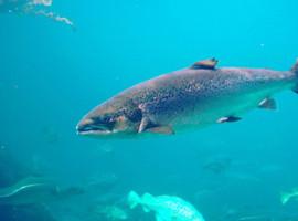 Refugios marinos para el salmón atlántico