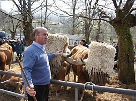 El PP pasará el lobo de protegido a peligroso permitiendo su exterminio