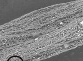 La termoluminiscencia 'delata' los alimentos irradiados