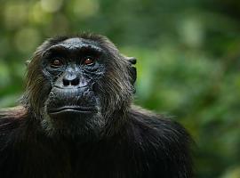 Cuando también destruimos la cultura chimpancé
