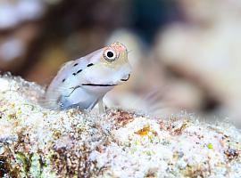 Los 'mini Nemo' luchan por salvar a los corales de la extinción