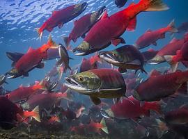 La tragedia climática alcanza a los salmones