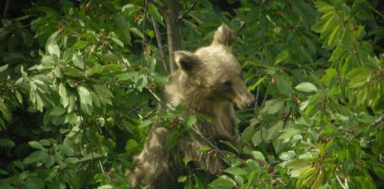 El censo del oso pardo avanza el nacimiento de más de 20 crías en la Cordillera Cantábrica