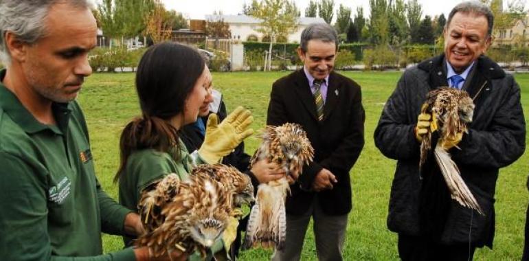 Sueltan los primeros cinco milanos criados en cautividad en Europa, en el Centro de La Alfranca