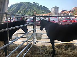 El caballu Asturcón y la ovella xalda, de 'finde' en Candás