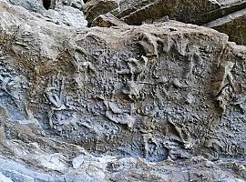 La 'flota' del SEPA al rescate de fósiles jurásicos en Tazones