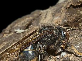 ¿Cómo alertar de un nido de avispa asiática o de una plaga de insectos?