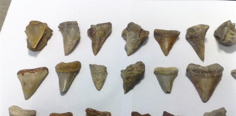 detectan contrabando de dientes de tiburón fosilizados 