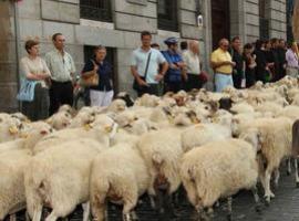 Miles de ovejas y vacas 'tomarán' Madrid