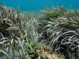 La PYME asturiana NEOALGAE liderará el proyecto LIFE de la Unión Europea