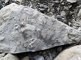Hallazgo mundial en Asturias de la 'mordedura' de un pez Jurásico  