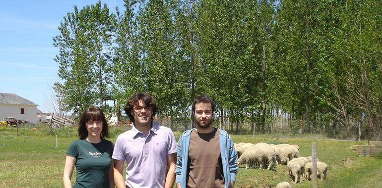 Logran reducir los ácidos grasos saturados de la leche de ovejas 
