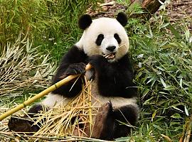 Cuando el oso panda vivía en Iberia