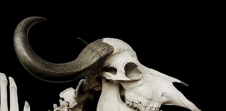 Los humanos promovieron la extinción del tarpán y el bisonte estepario hace 16.000 años
