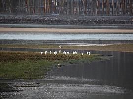 Villaviciosa sigue cerrada al marisqueo, denuncia la Coordinadora Ecoloxista d’Asturies