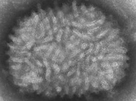 El CSIC trabaja en una vacuna para el coronavirus a partir del virus que erradicó la viruela