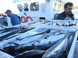 71% más de cuota de xarda para la flota asturiana 