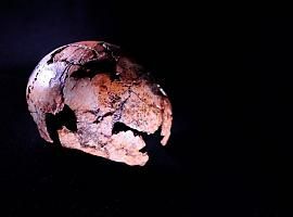 Nuevos fósiles 'envejecen' 200.000 años al Homo Erectus