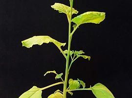 Una planta 'tabaquera' como eficaz biofactorìa para vacunas del COVID-19