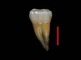La estancia del humano moderno en Europa se adelanta a hace 48 mil años