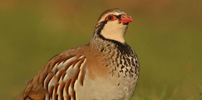 Las aves desarrollan colores más pálidos y más negros por la oxidación 