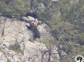 Los osos asturianos 'cortexando' (VIDEO)